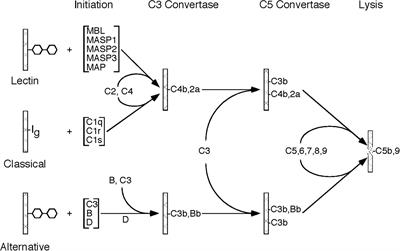 The Role of Complement in Myocardial Infarction Reperfusion Injury: An Underappreciated Therapeutic Target